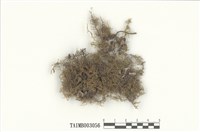 藏品(羽苔屬)的圖片